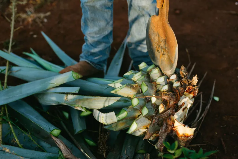 Agave, Altitude, and Ocean Air: Cabo's Surprising Artisanal Tequila Scene Is Worth the Detour