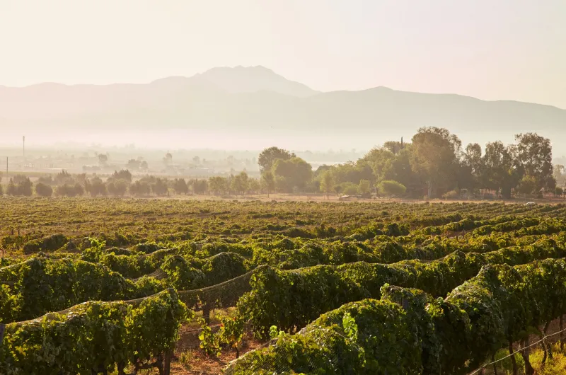 Forget Napa: Baja's Wine Country Is the Best-Kept Secret in Your Glass